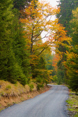 Obraz premium road in the autumn forest