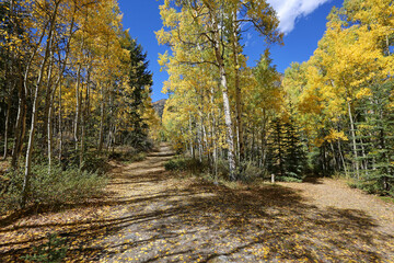 Road in the forest - Rocky Mountains, Colorado