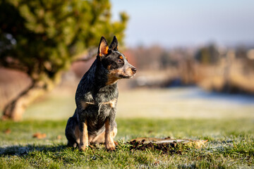 Australian Cattle Dog Treiber Hund 