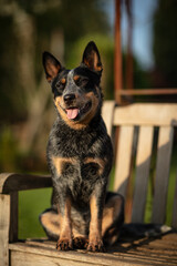 Australian Cattle Dog Treiber Hund 