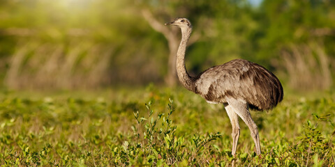 Greater rhea, rhea americana, standing in summer nature illuminated by evening sun with copy space. Animal wildlife in Pantanal, Brazil from side view. Wild bird with strong legs and gray feathers.