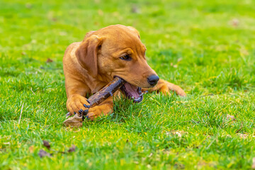 2021-01-26 A SMALL BROWN PUPPY LYING IN GRASS CHEWING ON A STICK LOOKING TO THE RIGHT