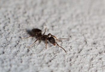 Black garden ant Lasius niger