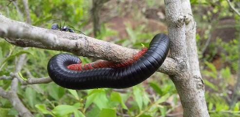 Millipede hanging on the tree