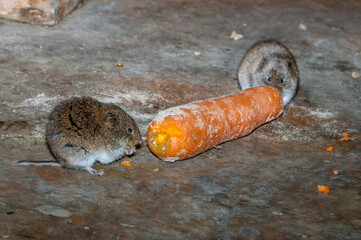 Tundra Vole (Microtus oeconomus) in Barents Sea coastal area, Russia