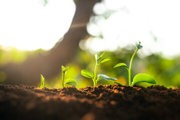 Three saplings are growing on the soil and a natural green background