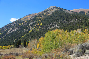 Mt Elbert behind bush - Rocky Mountains, Colorado