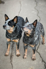 Naklejka na ściany i meble Australian Cattle Dog - Playing dogs - Blue Heeler - Best Friend