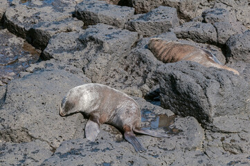 Northern Fur Seals (Callorhinus ursinus) at hauling-out in St. George Island, Pribilof Islands, Alaska, USA
