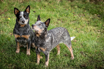 Australian Cattle Dog - Playing dogs - Blue Heeler - Best Friend