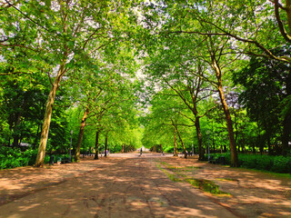 trees in the park