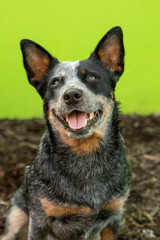 Naklejka na ściany i meble Australian Cattle Dog - Blue Heeler - Treiber - fantastischer Hund - 