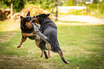 Naklejka na ściany i meble Australian Cattle Dog - Playing dogs - Blue Heeler - Best Friend