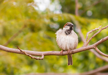 Little bird hanging on a branch