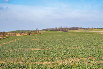Fototapeta na wymiar Fields and meadow around Radzionkow town, silesia