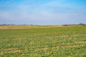 Fields and meadow around Radzionkow town, silesia