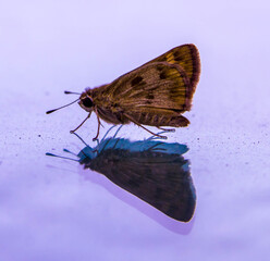 Side view moth reflecting on glass