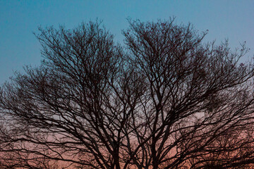 The branches of a tree without leaves in the sky