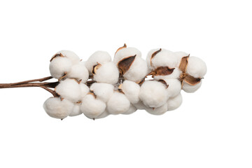 Cotton flower branch isolated on white background.