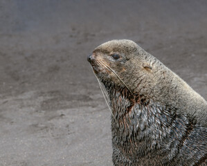 Fototapeta premium Northern Fur Seal (Callorhinus ursinus) at hauling-out in St. George Island, Pribilof Islands, Alaska, USA