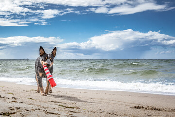 Australian Cattle Dog - hübscher Hund - Strand - Sonne Sand 