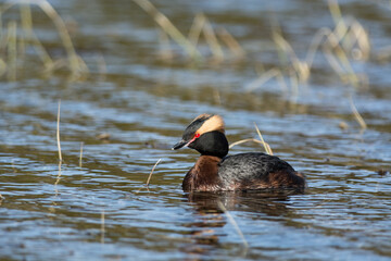 Horned grebe swimming