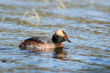 Horned grebe searching for food