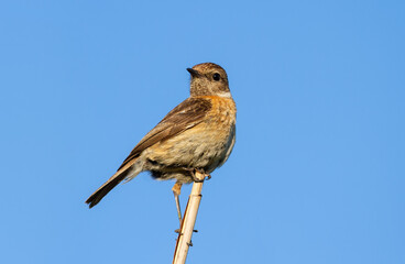 European stonechat, Saxicola rubicola. The bird sits on a branch against the blue sky