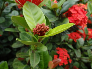 red flower