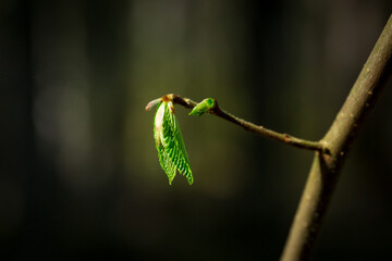 First spring gentle leaves buds and branches macro with sunny sun lighted  background. Tree branch with buds background on spring   environment with sunshine lights