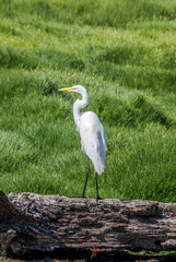 Great Egret (Egretta alba) in Malibu Lagoon, California, USA