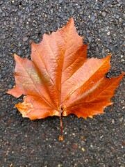 Red maple leaf - Hojas de otoño 