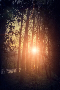 sunrise through the forest © Colin