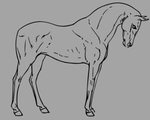 Obraz premium Horse art, horse vector, horse illustration