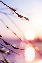 Spring tree branch against blurred sunset sky background