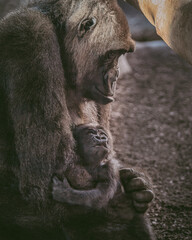 El bebé gorila mira a su mamá mientras está en sus brazos.