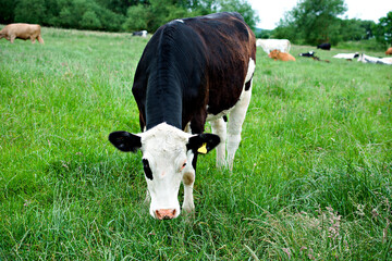 Naklejka na ściany i meble Black and white Holstein dairy cow.
