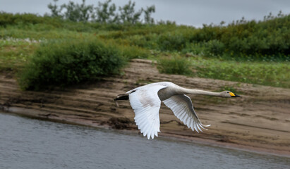 Whooper Swan (Cygnus cygnus) in Barents Sea coastal area, Russia