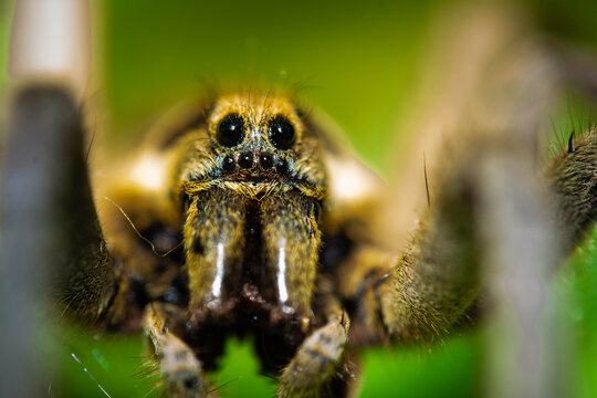 the spider