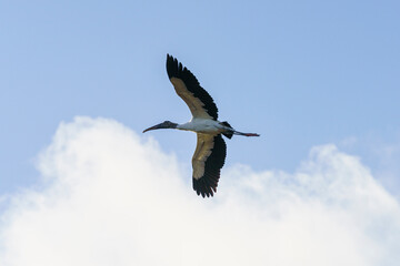 Wood Stork 