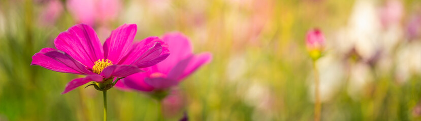 Closeup of pink purple flower on blurred gereen background under sunlight with bokeh and copy space using as background natural plants landscape, ecology cover page concept.