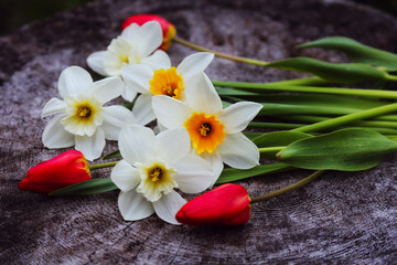 White daffodil and red tulip flowers spring bouquet on wood background. Bouquet of white narcissus (daffodil) spring tulip flowers for 8 March. Top view, flat lay daffodil, tulip bouquet spring bunch