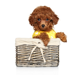 Red poodle puppy sits in a wicker basket