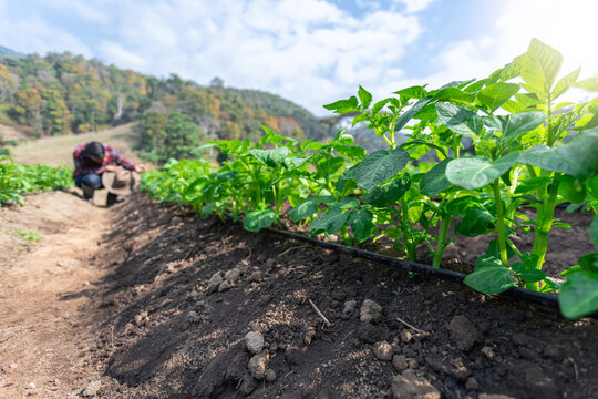 Rows of young of potato plants with a man standing in background in the rural kitchen garden.