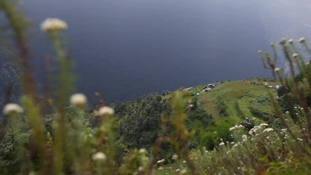 White flowers in Himalayan mountains, Nepal