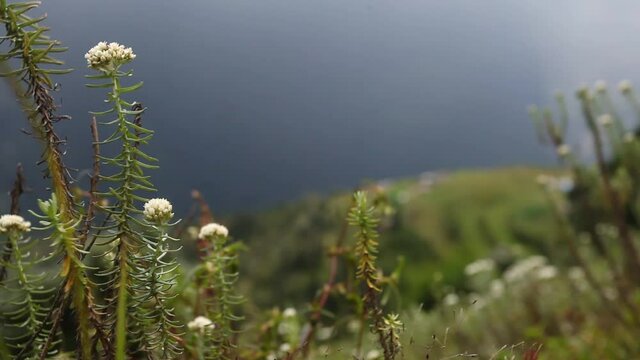 White flowers in Himalayan mountains, Nepal