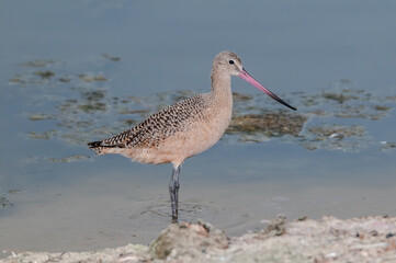 Marbled Godwit (Limosa fedoa) in Malibu Lagoon, California, USA
