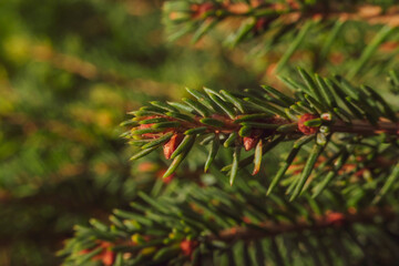 Closeup of pine tree branches. Shallow depth of field