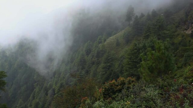 Trees in Clouds in Himalayan mountains, Nepal