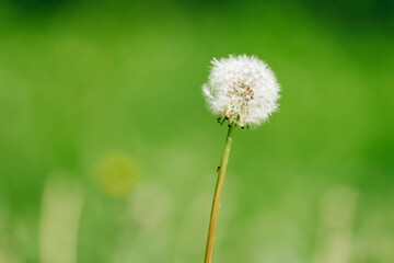 Close-up of dandelion blowball